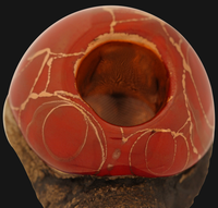 Thumbnail for Celebration Pipes - Panama Red Lavastone Ceramic Hand Pipe